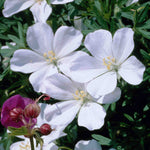 Hardy Geranium Harmony Collection | Set-of-5 | Multi