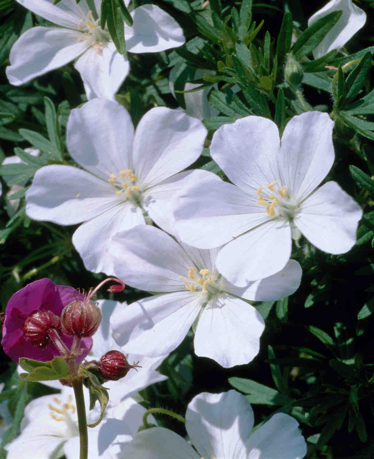 Hardy Geranium Harmony Collection | Set-of-5 | Multi