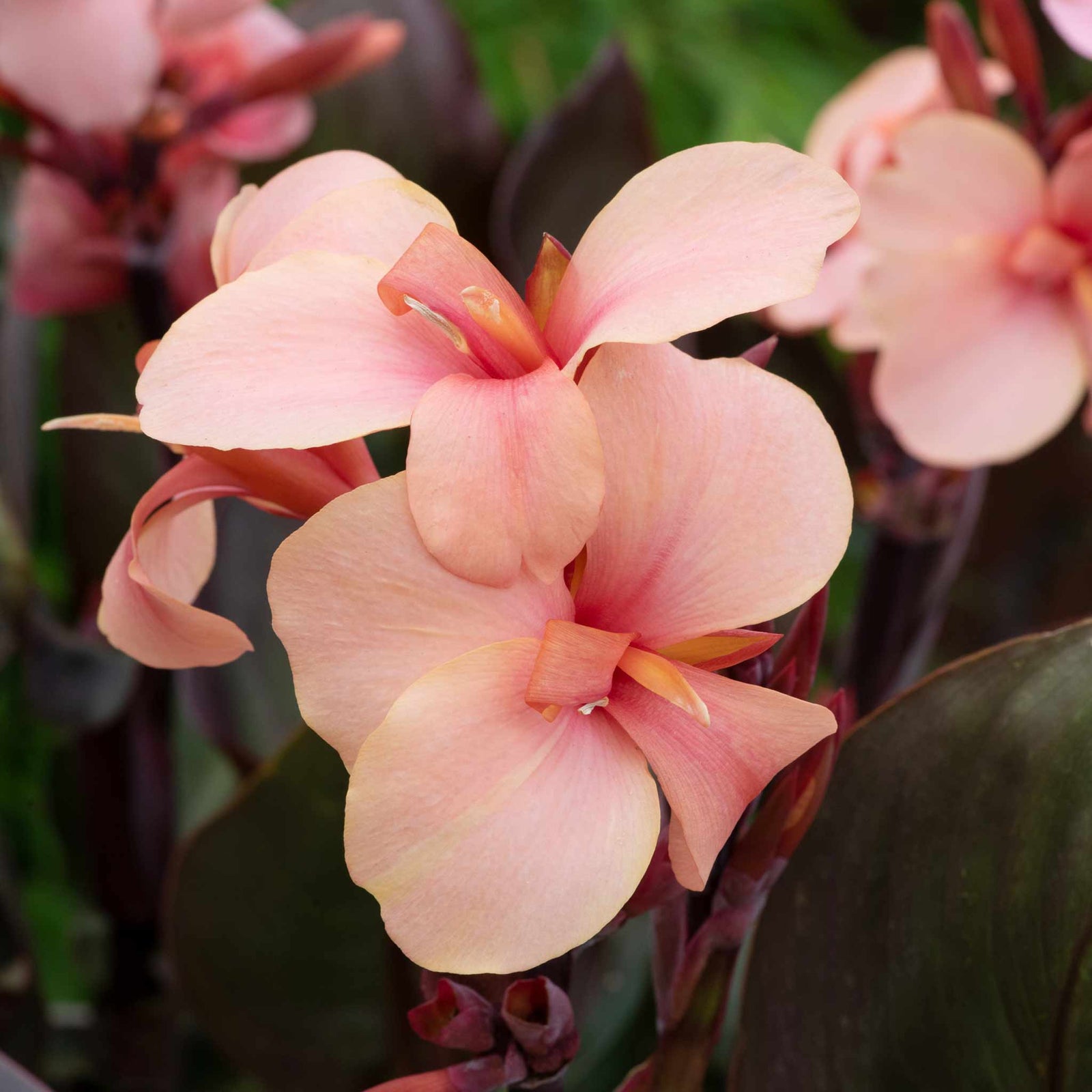 Canna Lily 'cannova Bronze Peach' Plant | 1 x 2L | Multi