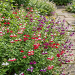Salvia 'luscious Lips Collection' - 9cm Pots. | 3 x 9cm | Multi