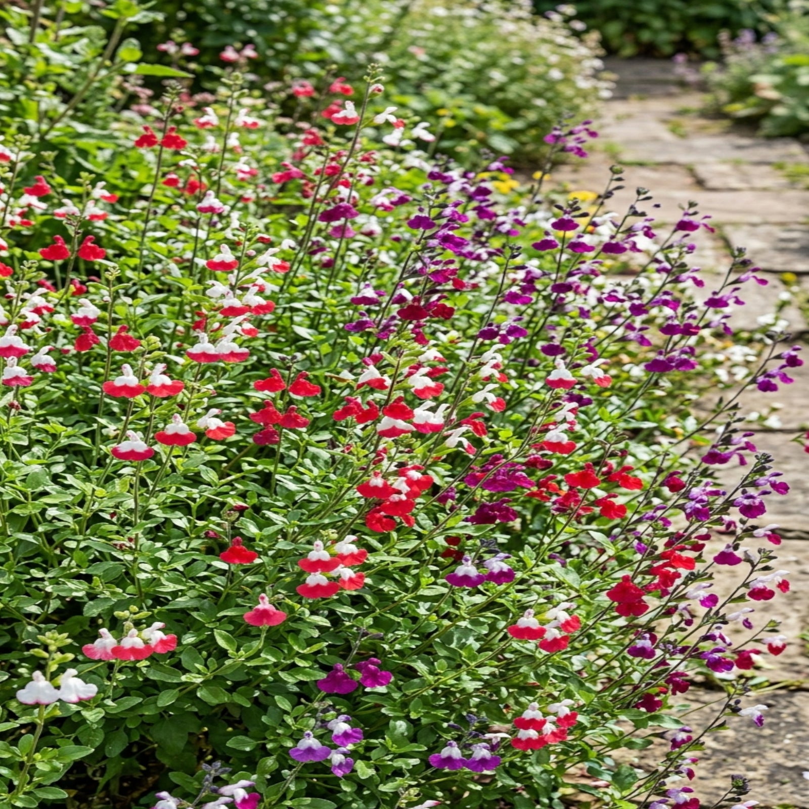 Salvia 'luscious Lips Collection' - 9cm Pots. | 3 x 9cm | Multi