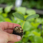 Cucumber Outdoor Duo - Mini Muncher & Burpless Tasty Green | 6 x Jumbo Plugs | Green