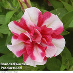 Thompson & Morgan Petunia Cherry Ripple Preplanted Basket/pot 14in (35cm) X 1