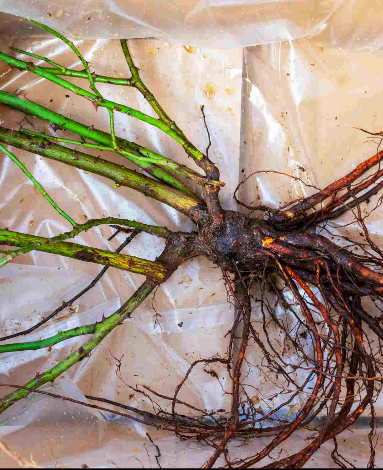 Rosa Coral Gardens - Rose Of The Year 2026 | Set-of-1