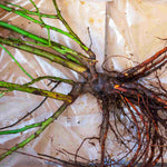 Rosa Coral Gardens - Rose Of The Year 2026 | Set-of-3