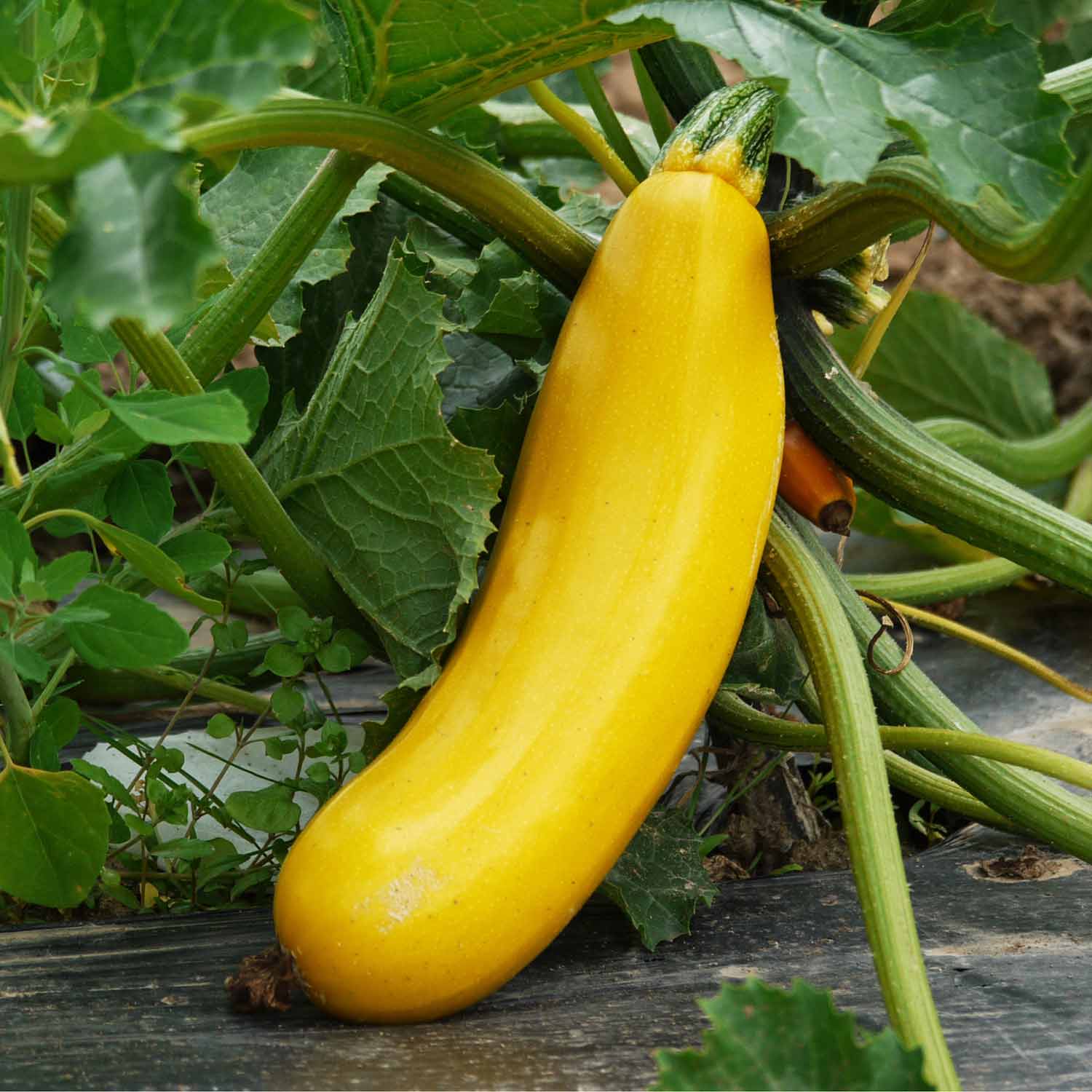 Courgette Seeds TristarMixed Green And Yellow Zucchini Seeds | 8 Seeds