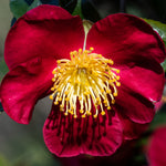 Winter Flowering Camellia Collection- Set Of 3 In 8cm Pots