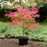 Japanese Maple - Acer Palmatum 'Beni Maiko' - Height 60-70cm - ⌀19cm | Set of 1 | Red