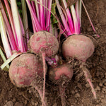 Chioggia Beetroot Seeds | 250 Seeds