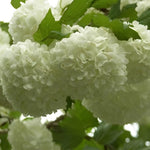 Viburnum Opulus Roseum Snowball Tree 3-4ft Supplied In A 3 Litre Pot