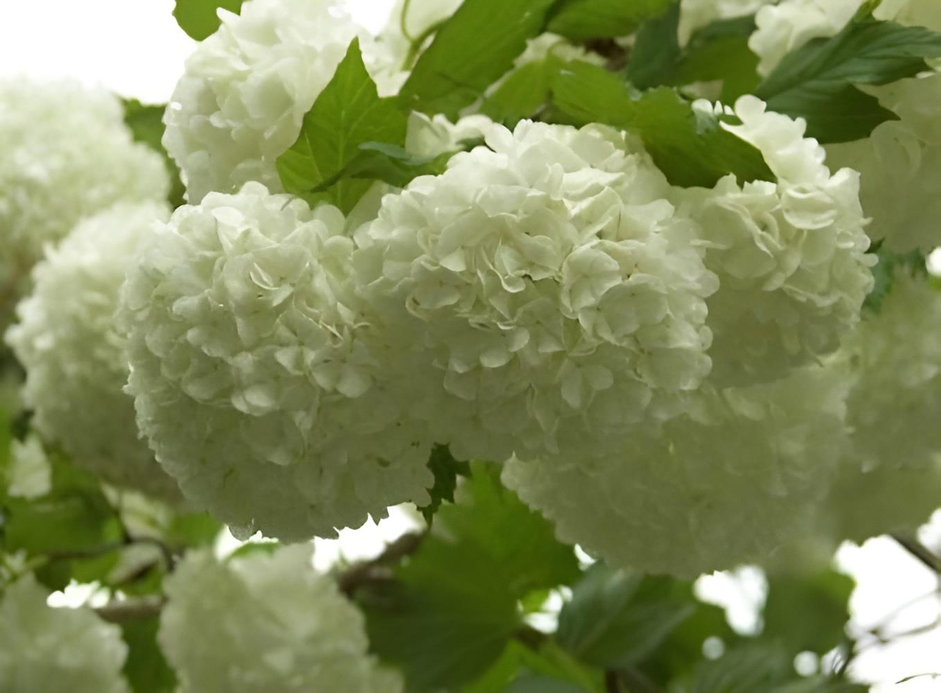Viburnum Opulus Roseum Snowball Tree 3-4ft Supplied In A 3 Litre Pot