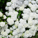 Hydrangea Madame Emile Mouillere Garden Shrub
