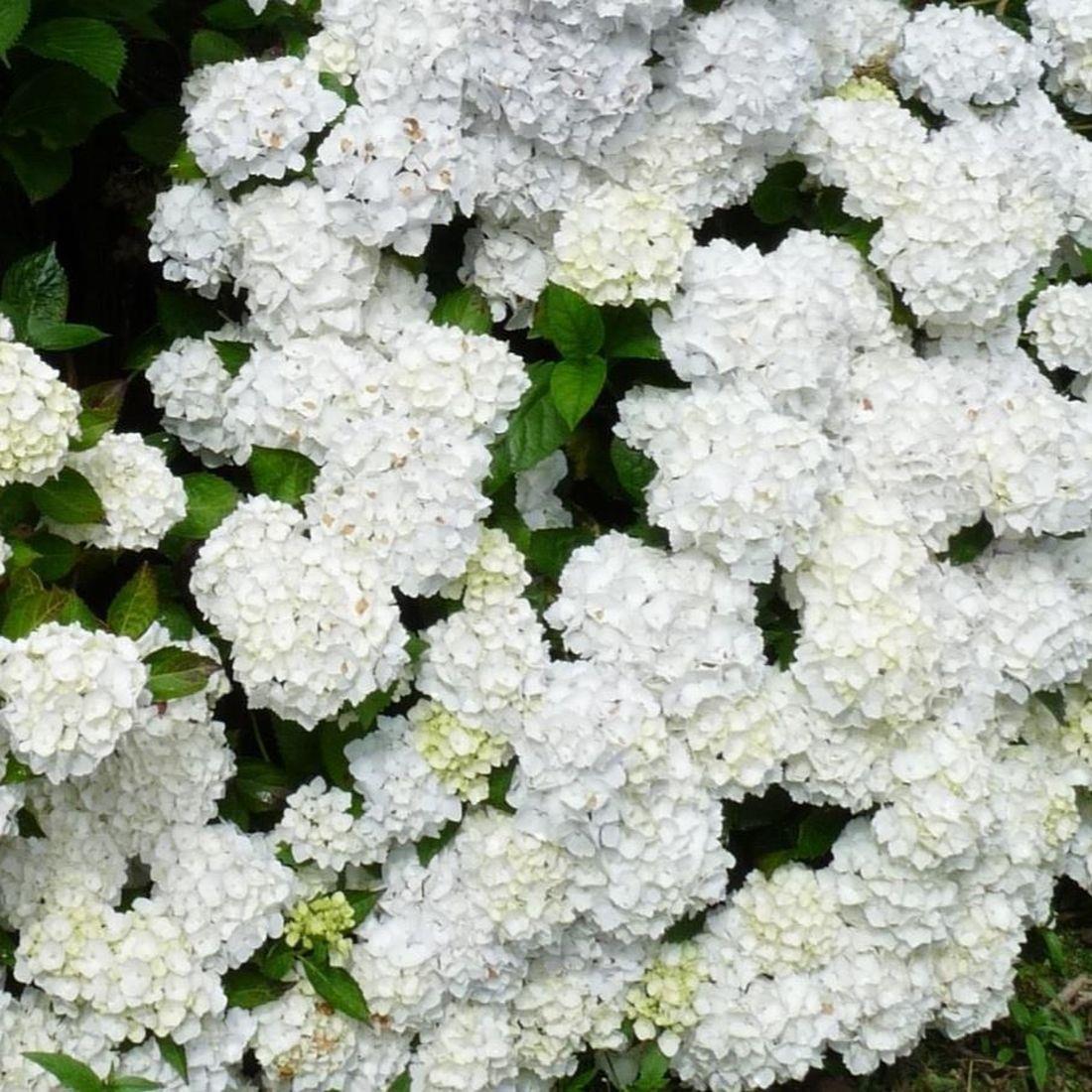 Hydrangea Madame Emile Mouillere Garden Shrub