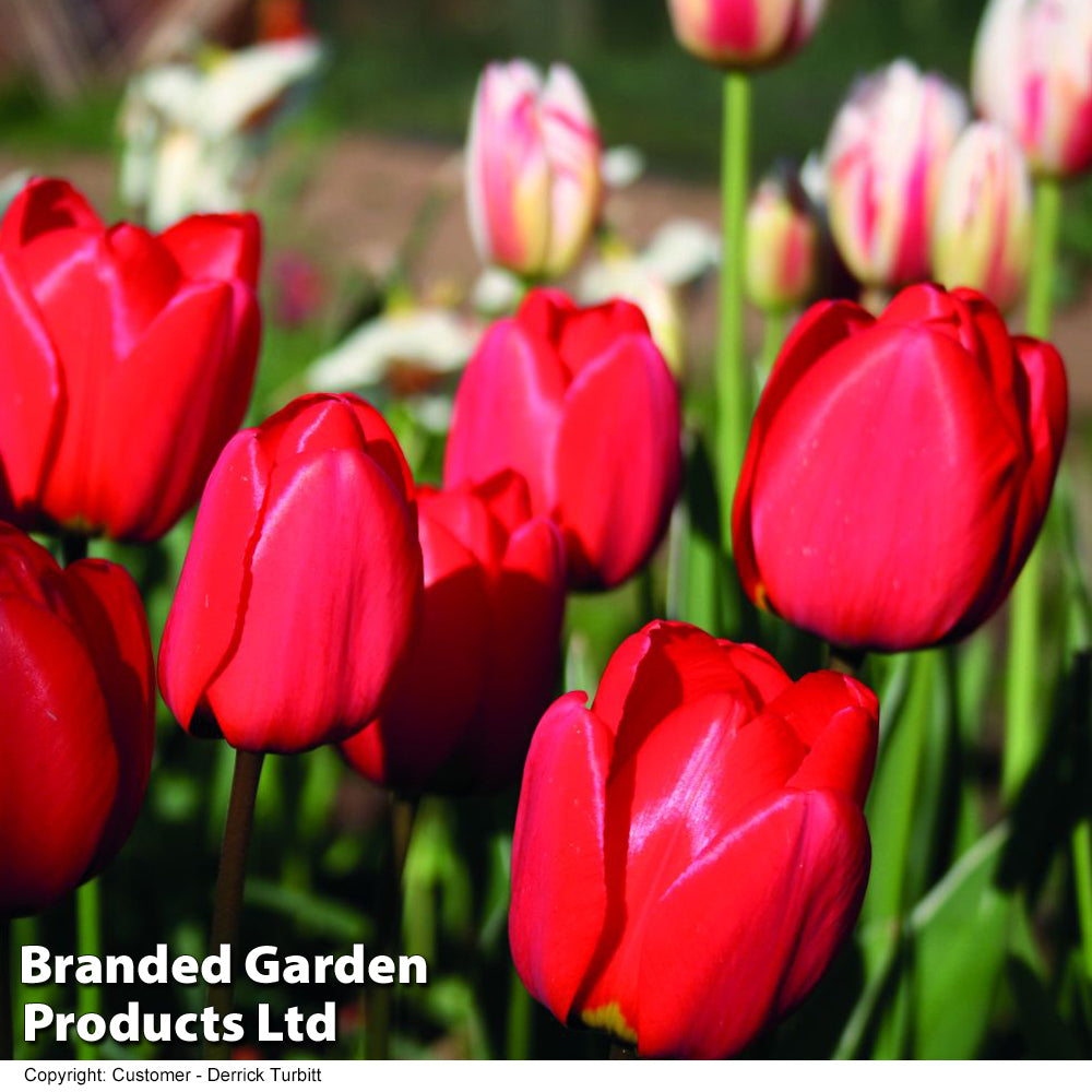 Thompson & Morgan Tulip Red Impression 64 Bulbs