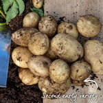 Wilja Seed Potato (First-Early To Maincrop) | 2kg | Yellow