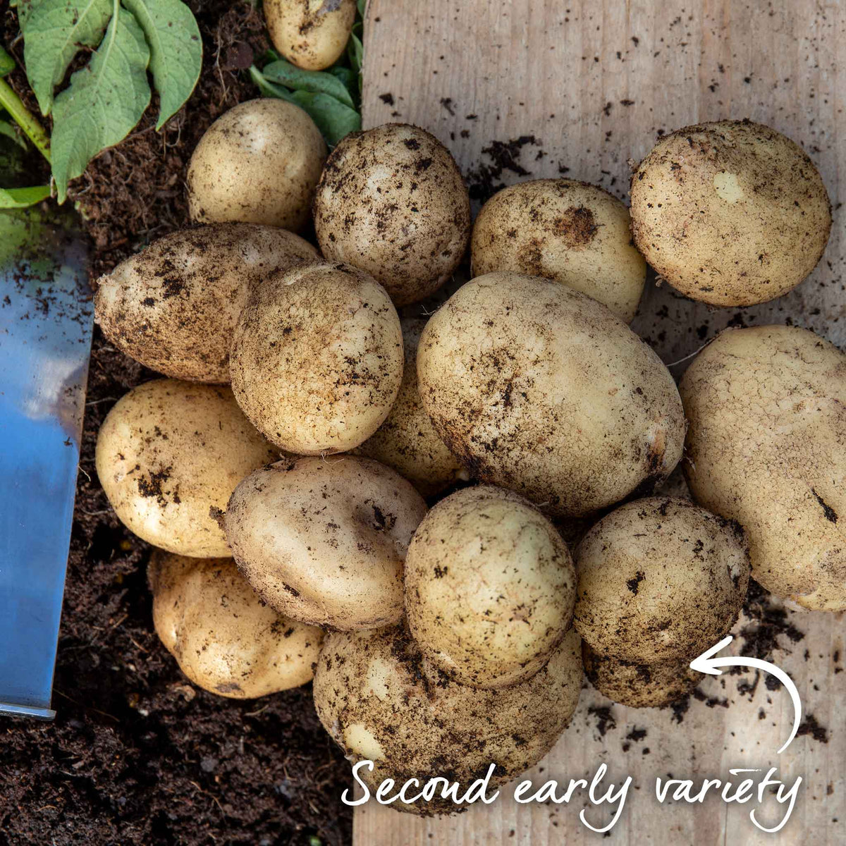 Wilja Seed Potato (first-early To Maincrop) | 1kg | Yellow