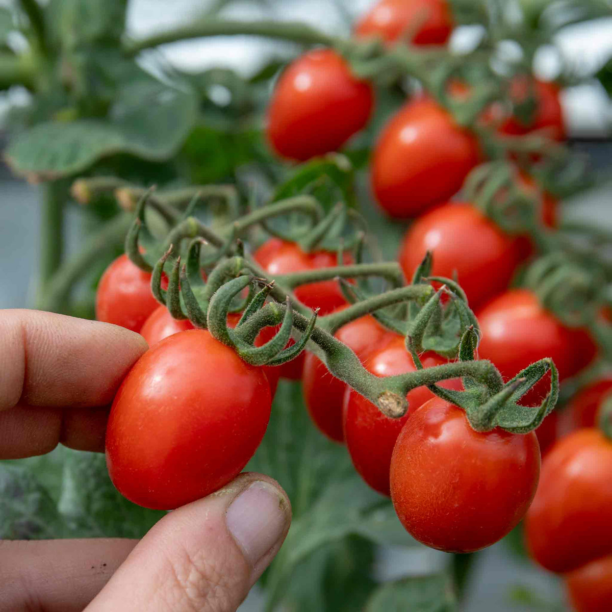 Tropical Ruby Bush Tomato Plant (semi-determinate, Sweet Plum Tomatoes) 9cm Plants | Set of 3 | Red