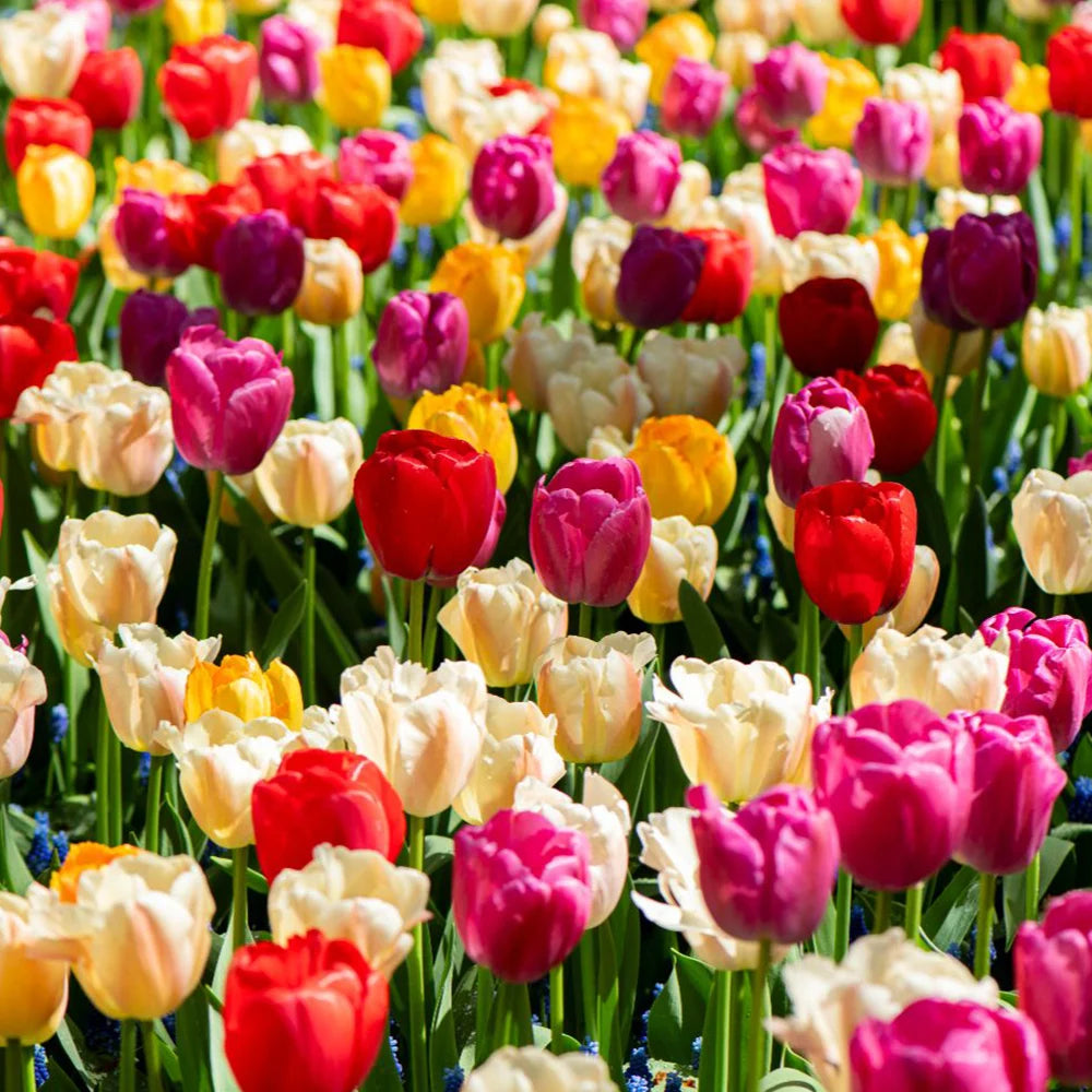 Tulip 'majestic Mix' Bulbs | 80 x Bulbs