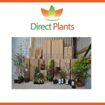 Direct Plants Medlar Nottingham Fruit Tree Uk Hardy 4-5ft Supplied In A 5 Litre Pot
