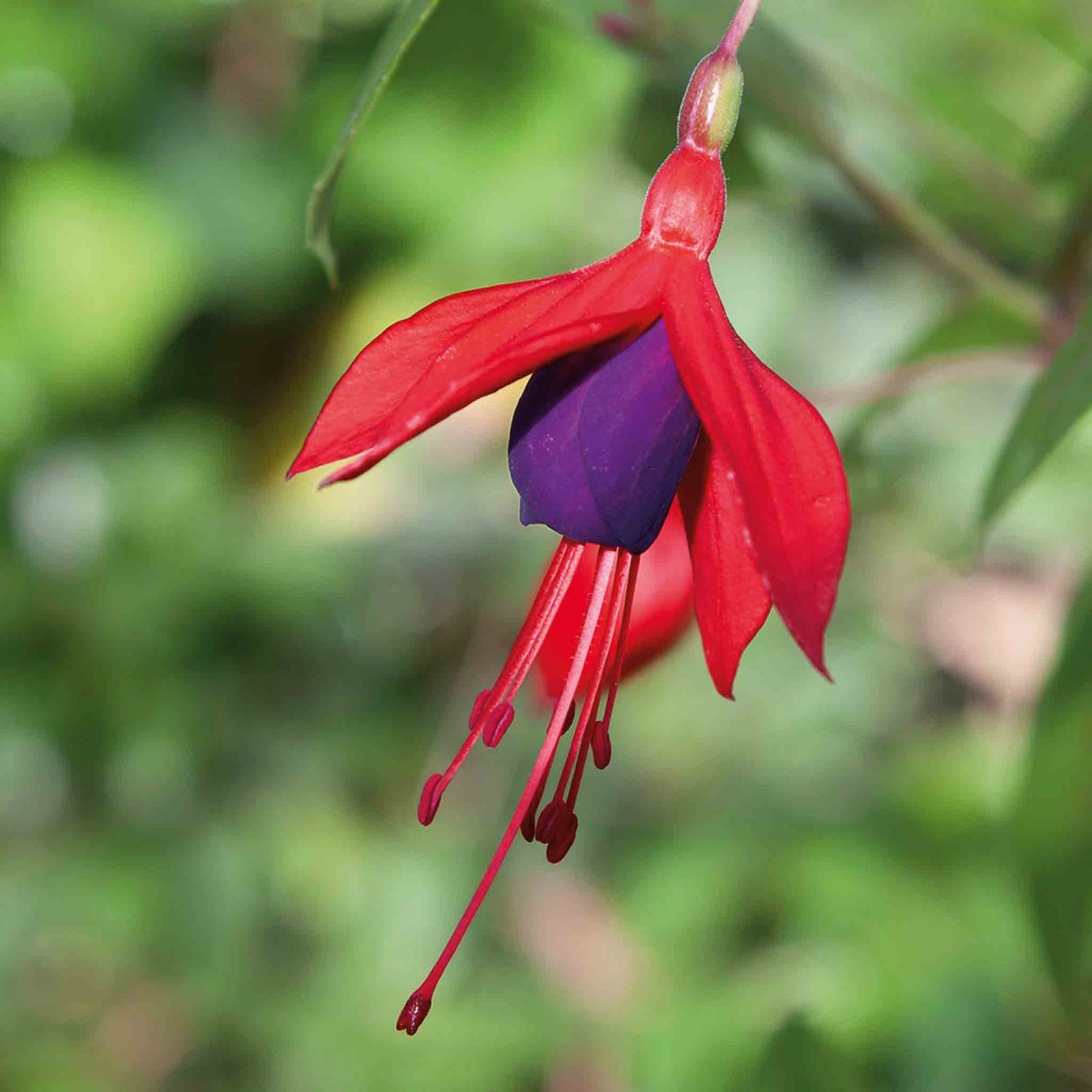 Fuchsia 'climbing Lady Boothby' Vigorous Climbing Perennial | 6 x Plug Plants | Red