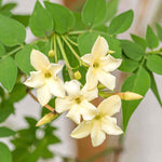 Climb Into A Cloud Of Scent - A Collection Of Fragrant Climbers | Set-of-6 | Multi