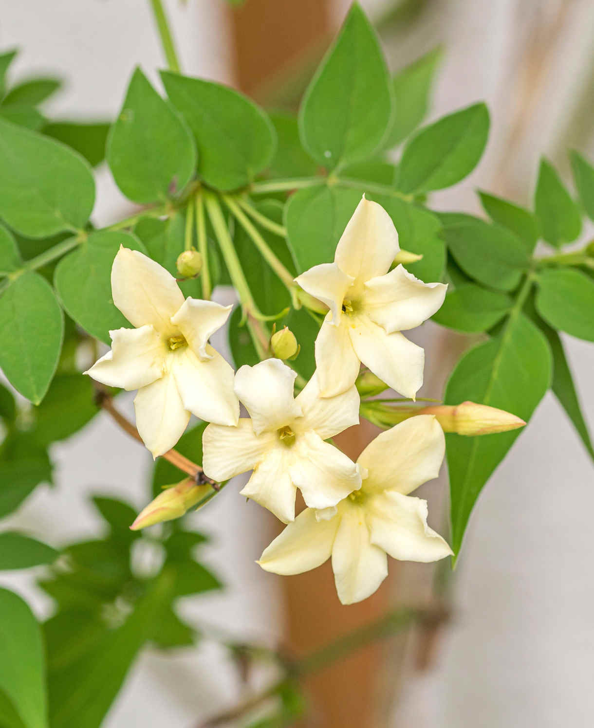 Climb Into A Cloud Of Scent - A Collection Of Fragrant Climbers | Set-of-6 | Multi