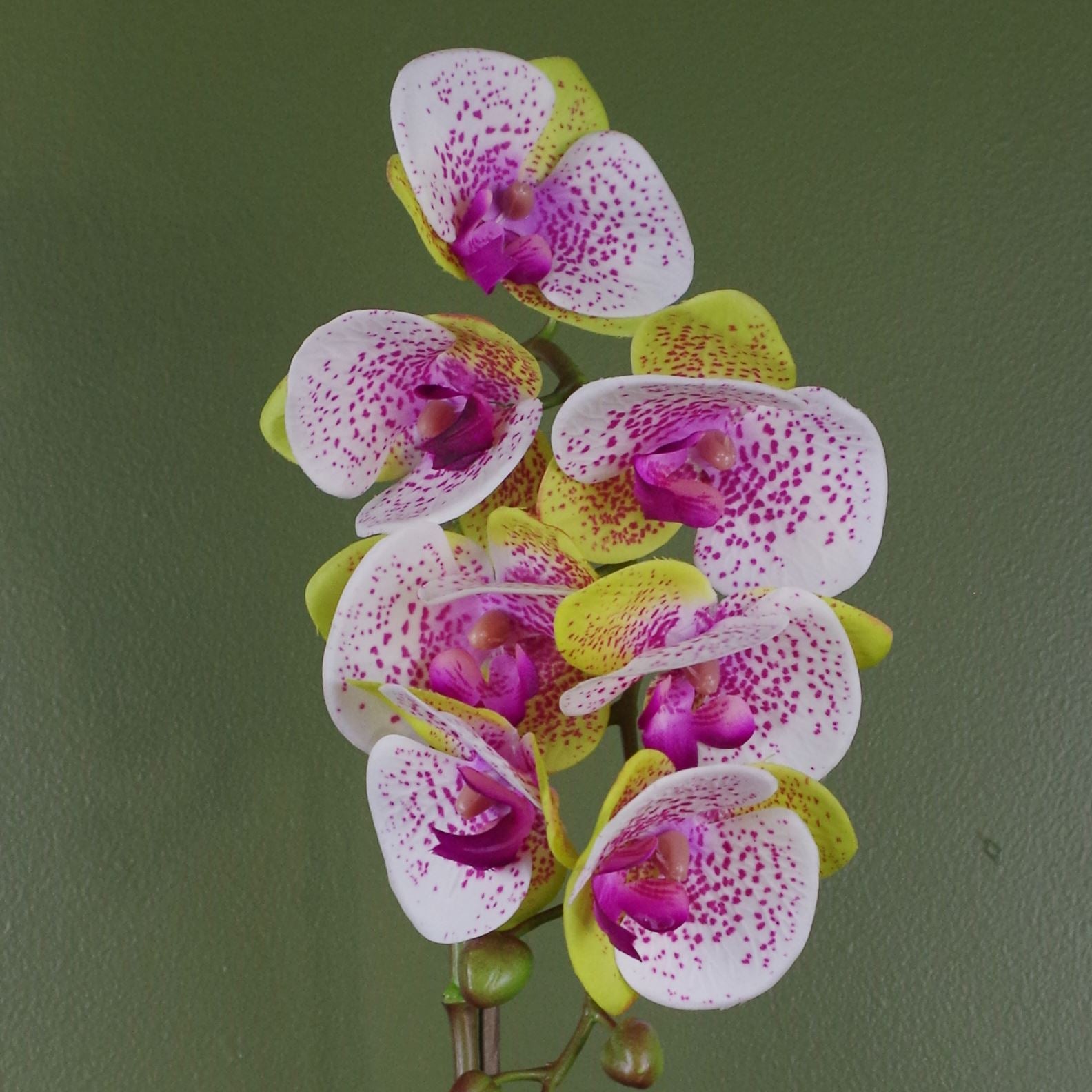 Artificial 46cm Orchid Harlequin Pink With Silver Pot