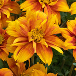 Bidens 'bee Happy Double Orange' Perennial For Containers And Borders | 12 x Plug Plants | Orange