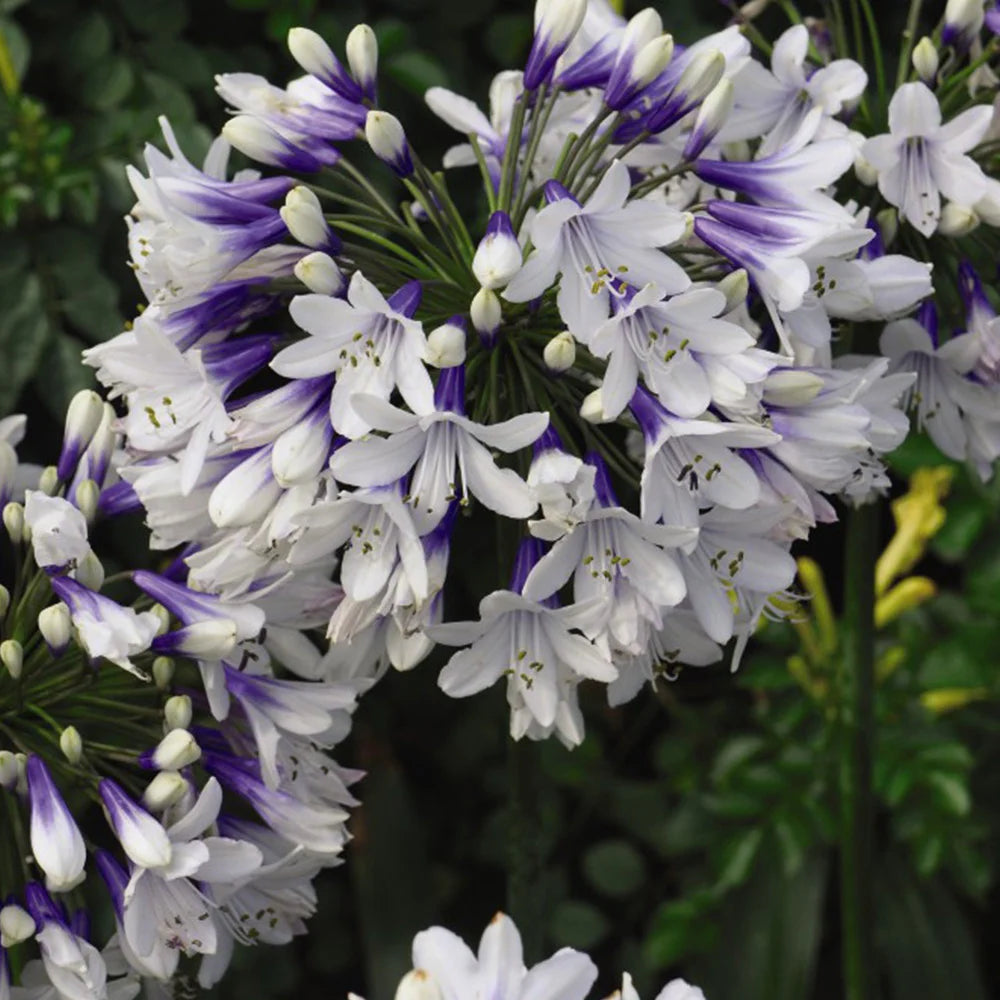 Agapanthus Twister 9cm Pot | 3 x 9cm