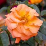 Rose 'precious Amber' - Apricot Orange Floribunda | 1 x Bare Root | Orange