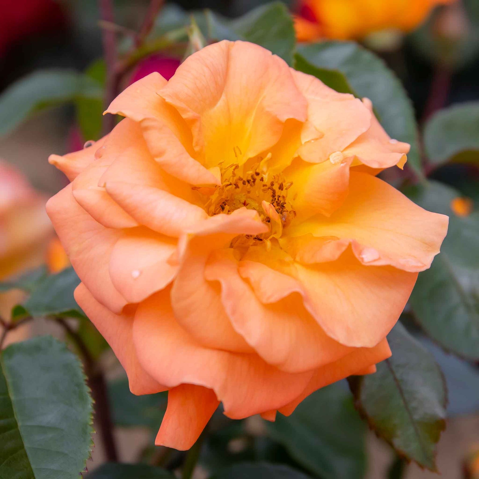Rose 'precious Amber' - Apricot Orange Floribunda | 1 x Bare Root | Orange