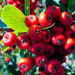 Direct Plants Pyracantha Mohave Red Evergreen Shrub 5-6ft Extra Large Plant Supplied In A 5 Litre Pot