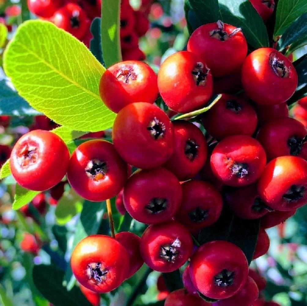 Pyracantha Mohave Red Evergreen Shrub 5-6ft Extra Large Plant Supplied In A 5 Litre Pot