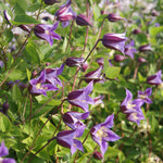 Clematis Texensis Prince William - 7cm Pot
