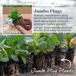 Lavender 'munstead Strain' Compact Fragrant Hardy | 12 x Jumbo Plugs | Multi