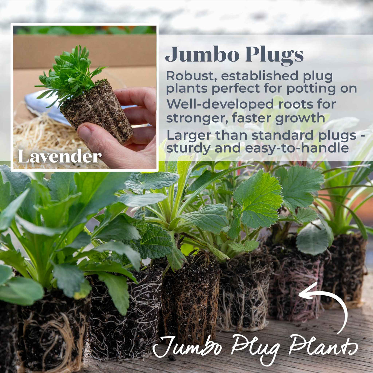 Lavender 'munstead Strain' Compact Fragrant Hardy | 12 x Jumbo Plugs | Multi