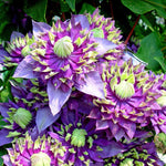 Clematis Taiga Climbing Plant | 1 x 3L | Purple & Green
