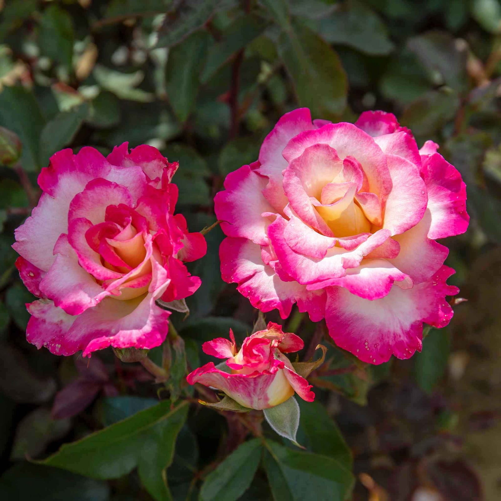 You're My Everything' Rose Of The Year 2025 Hybrid Tea Rose Bare Root | 1 x Bare Root | Pink & White