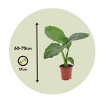 Elephant's Ear - 4 Pcs. - Alocasia 'macrorrhizos' - Height 60-70cm - ⌀17cm | Set-of-4 | Green
