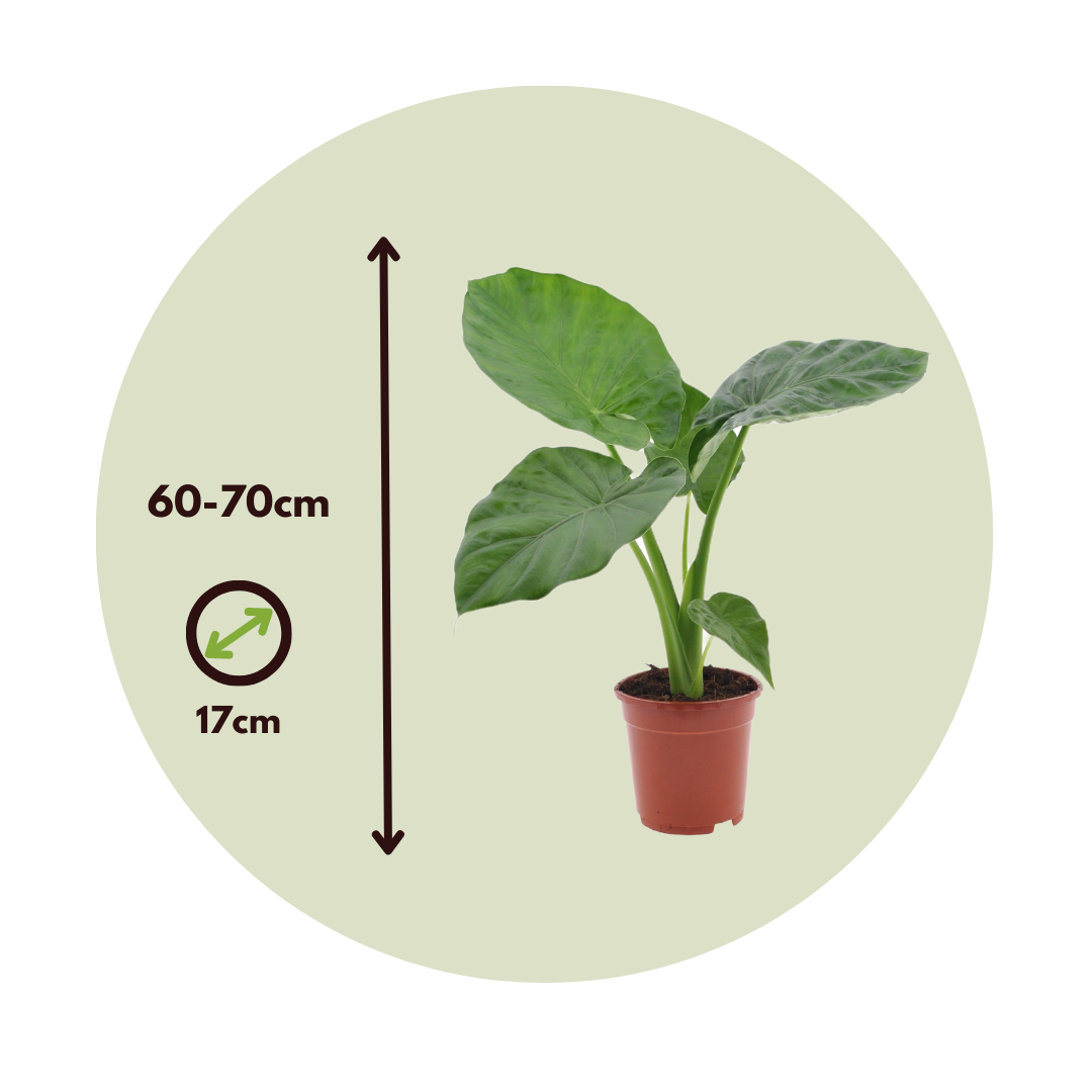 Elephant's Ear - 4 Pcs. - Alocasia 'macrorrhizos' - Height 60-70cm - ⌀17cm | Set-of-4 | Green