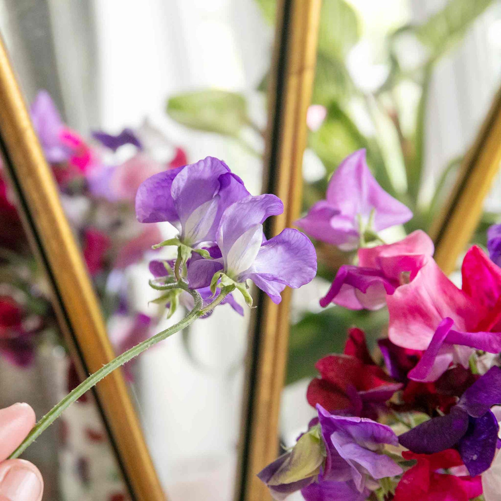 Sweet Pea 'flower Arranger's Blend' Scented Pastel Mix Seeds | 50 Seeds