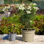 Choisya 'white Dazzler' Evergreen Shrub | 1 x 2L | Green & White
