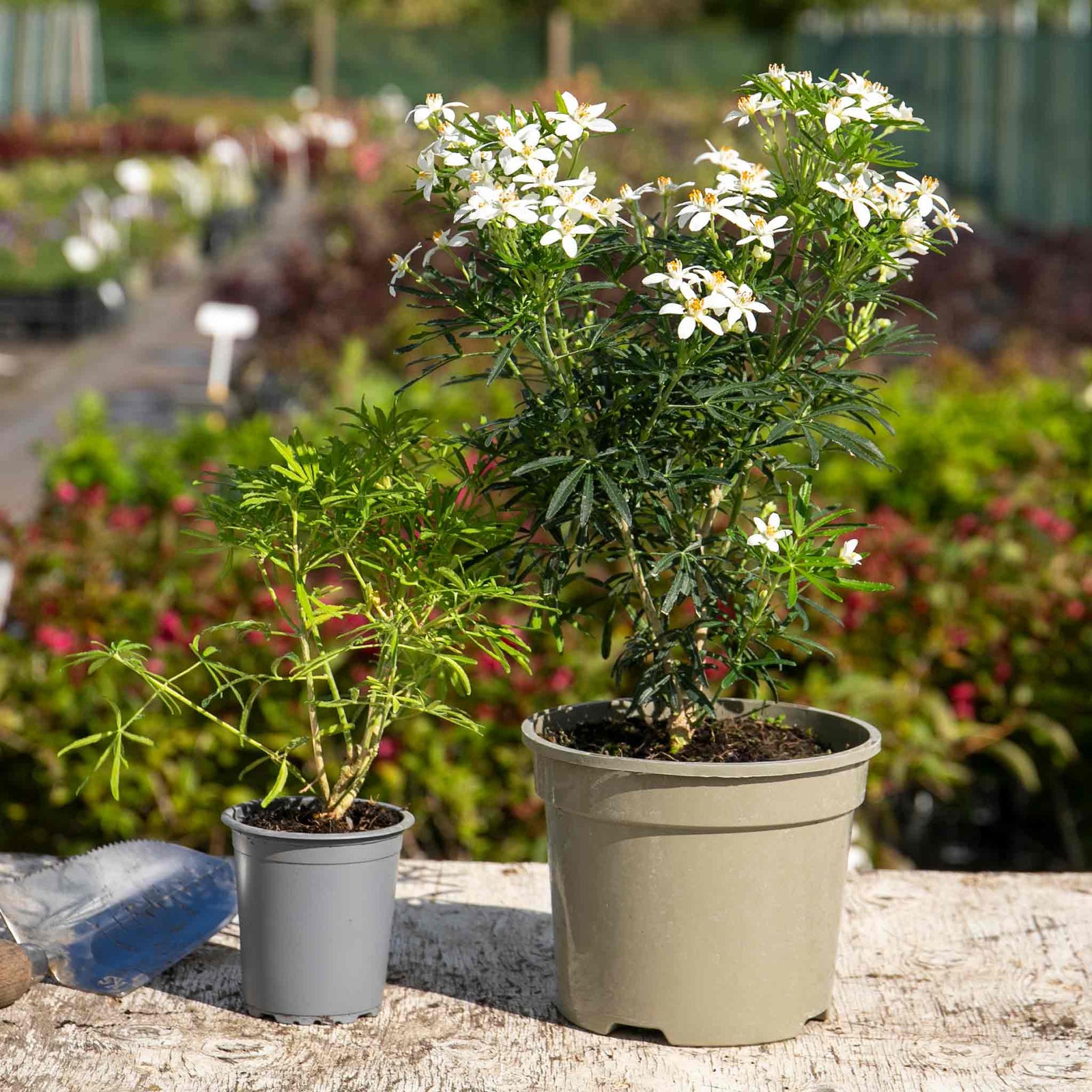 Choisya 'white Dazzler' Evergreen Shrub | 1 x 2L | Green & White