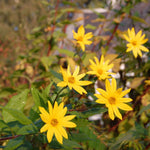 Jerusalem Artichoke 'fuseau' - Large Tubers | 10 x Bulbs | Brown