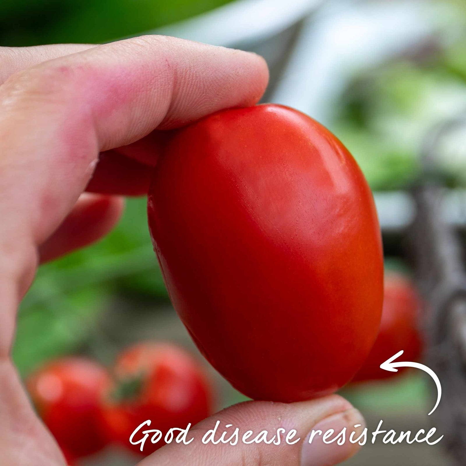 Montello F1 Bush Tomato Seeds | 6 Seeds