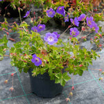 Geranium 'rozanne' Hardy Long-flowering Perennial | 1 x 9cm