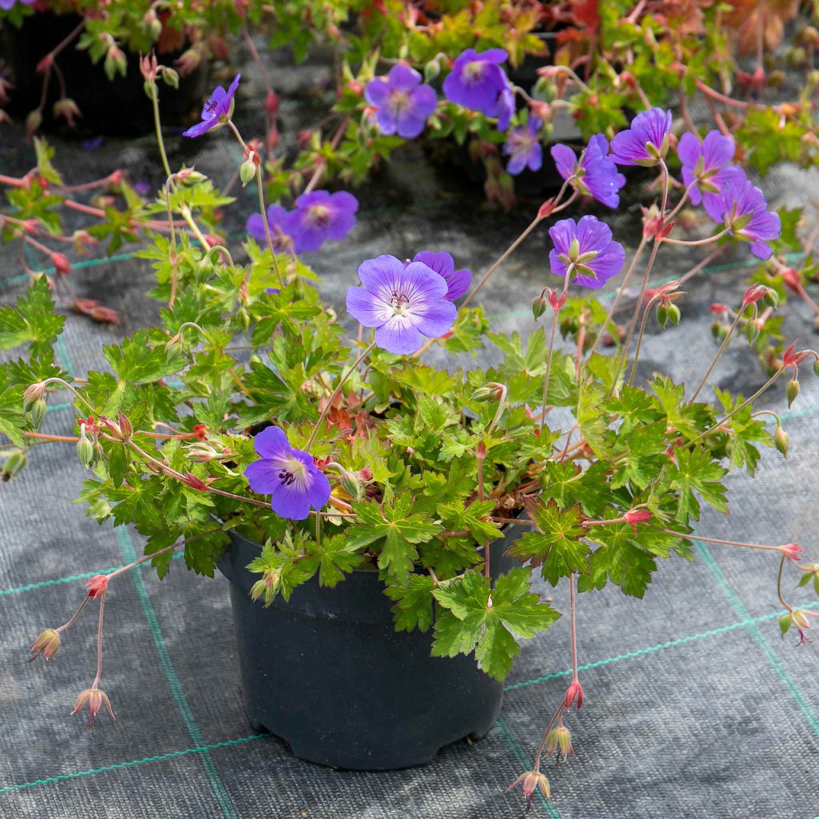 Geranium 'rozanne' Hardy Long-flowering Perennial | 1 x 9cm