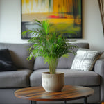 Areca Palm 'golden Cane' - 4 Pcs. - Dypsis Lutescens - Height 30-45cm - ⌀12cm | Set-of-4 | Green
