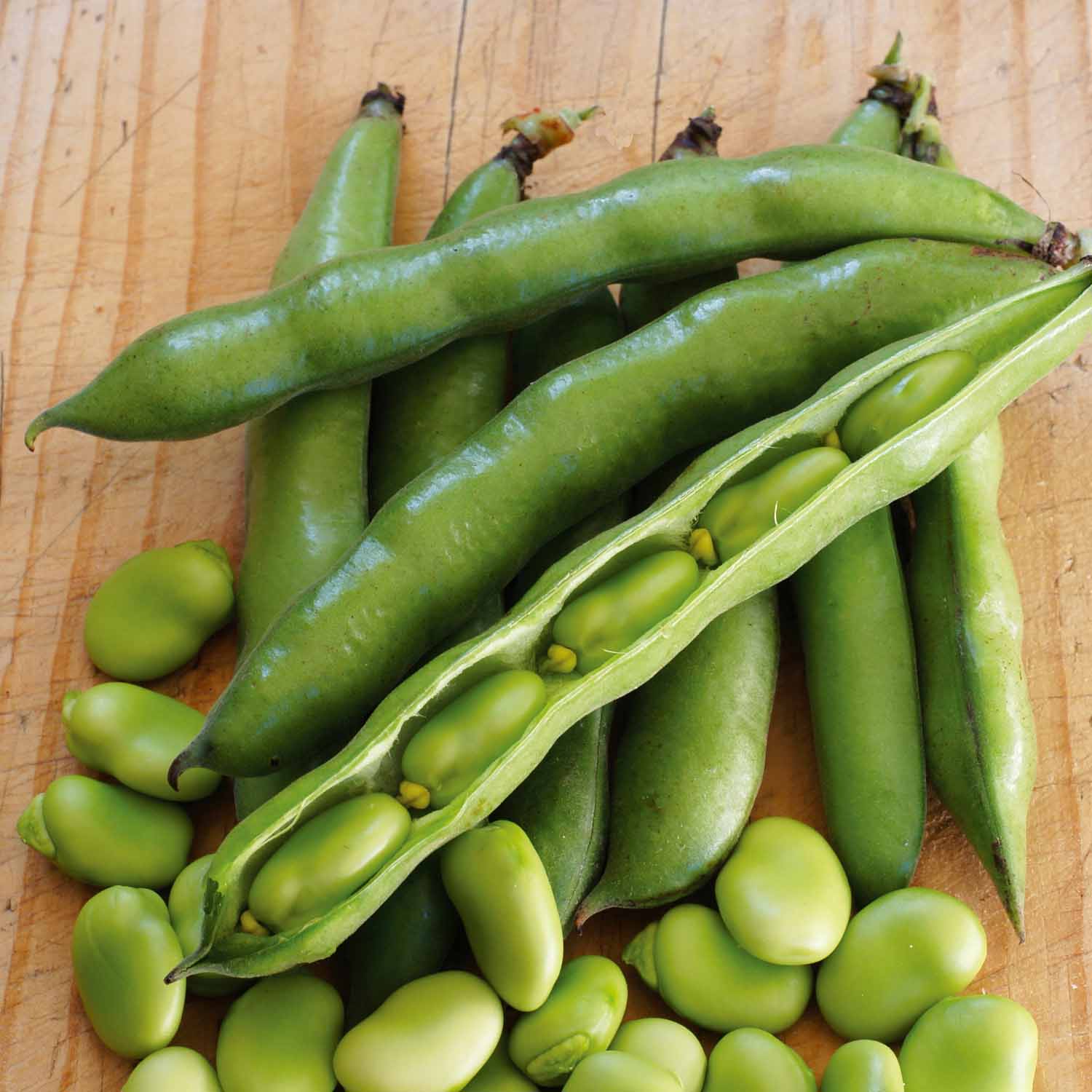Broad Bean Plant Collection - 3 Hardy Varieties | 36 x Pro Grower Plugs