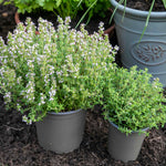 Common Thyme Plant | 6 x Plug Plants